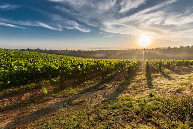 Exploring Italy: The Top 5 Wine Regions for Enchanting Vino Adventures